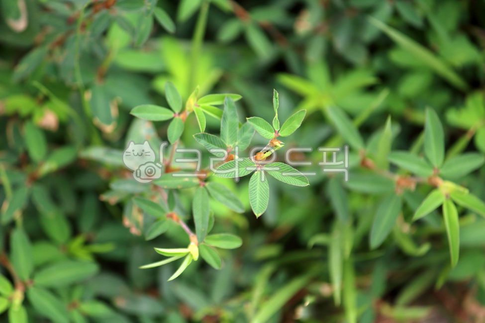 plant,knot glue,leaf