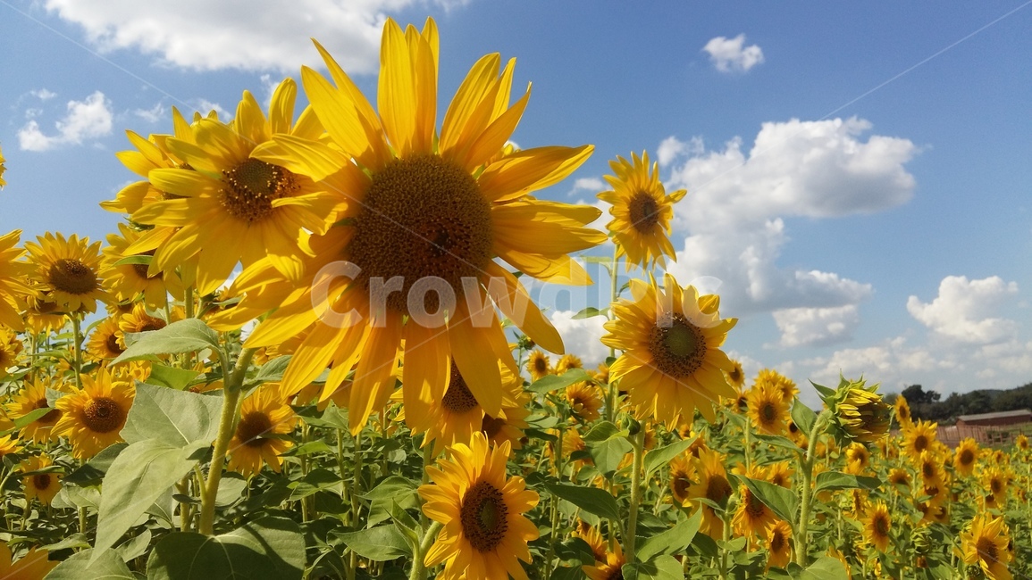 해바라기,꽃,하늘,가을,구름,자연,풍경,nature,landscape,식물,plants,꽃,flower,plant,blossom