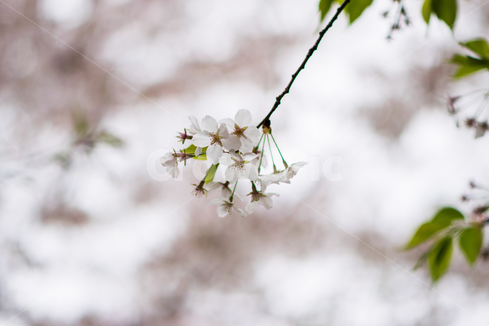 봄,벚꽃,벚나무,일본,사쿠라,꽃,흰색,계절,봄꽃,4월,season,spring,aprile,sakura,flower,blossom,bloom,cherryblossom,japan,봄,계절,spring,season,식물,자연,plants,nature,꽃,flower,plant