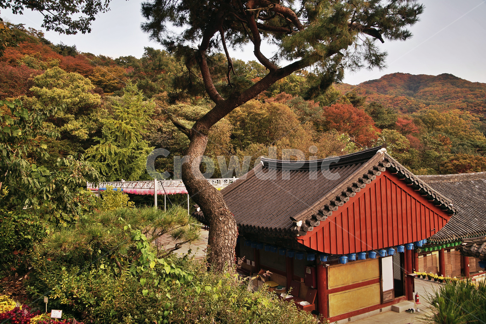 청계사,불교사찰,의왕시,불교,지장전,거목,한국전통,한국문화,korean traditional,korean culture,건축물,건물외관,exterior,building,structure,architecture,construction
