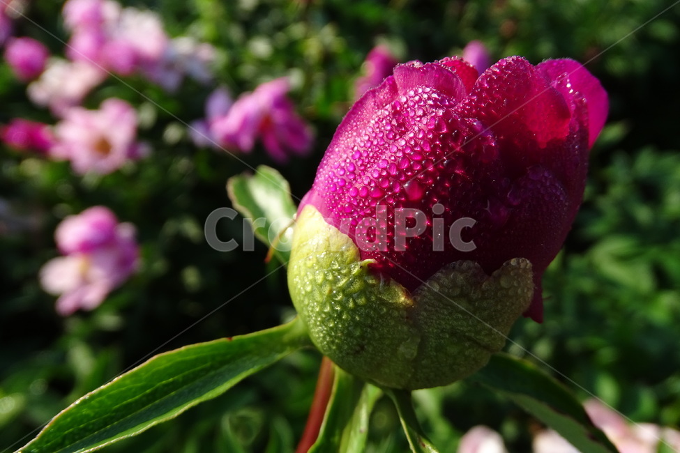 작약,이슬,봄,꽃,함박꽃,식물,자연,plants,nature,꽃,flower