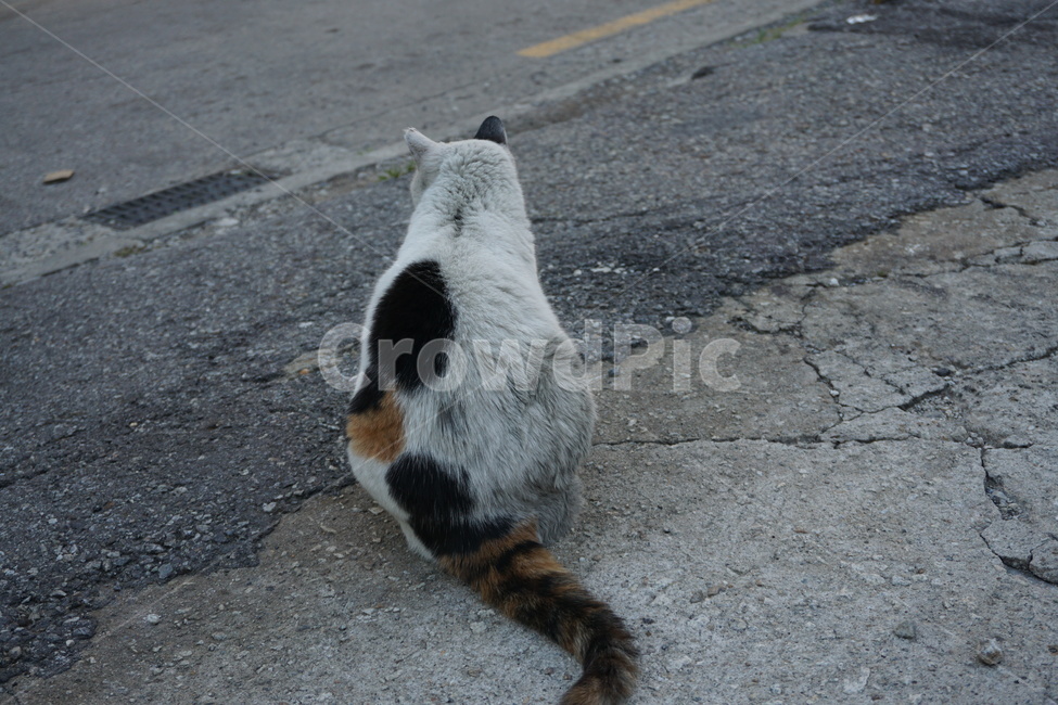 길고양이,고양이,길냥이,동물,고양이뒷모습,뒷모습,동물뒷모습,동물,animal,포유류,mammal,고양이,cat,kitten,kitty
