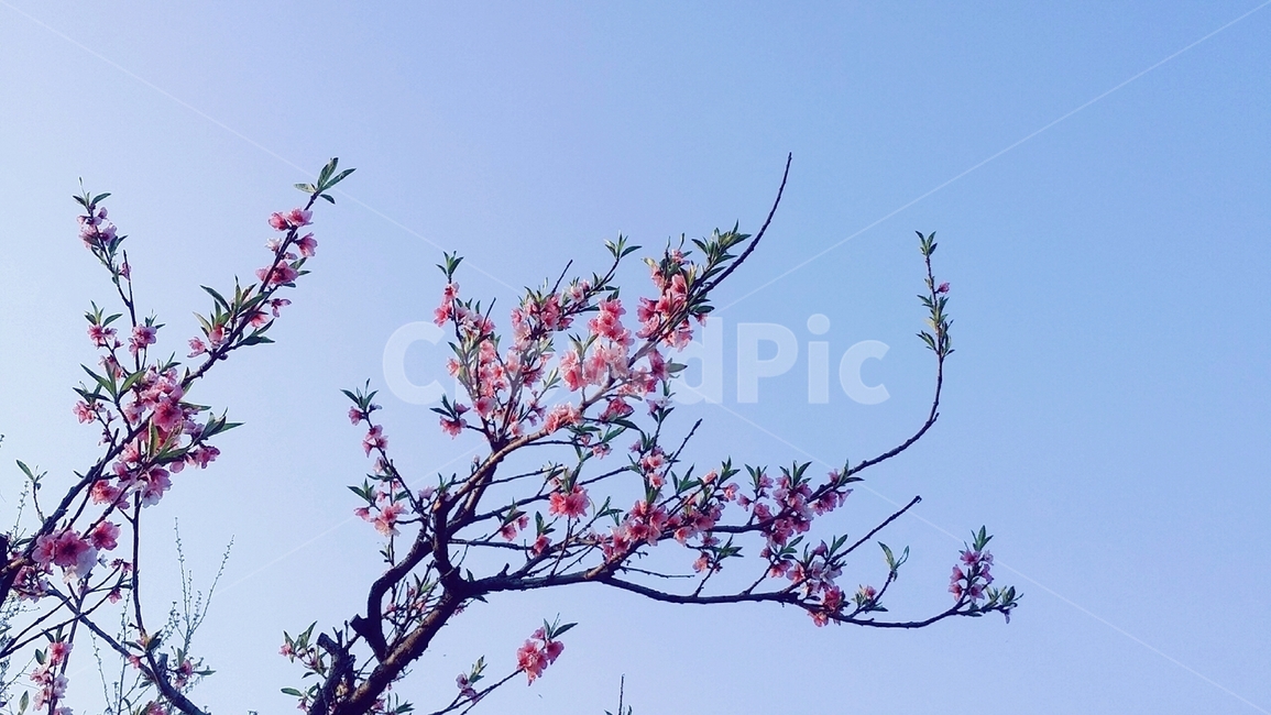 벚꽃,벚꽃나무,벚나무,꽃나무,나무,하늘,봄,맑음,봄,계절,spring,season,식물,자연,plants,nature,꽃,flower,plant,blossom