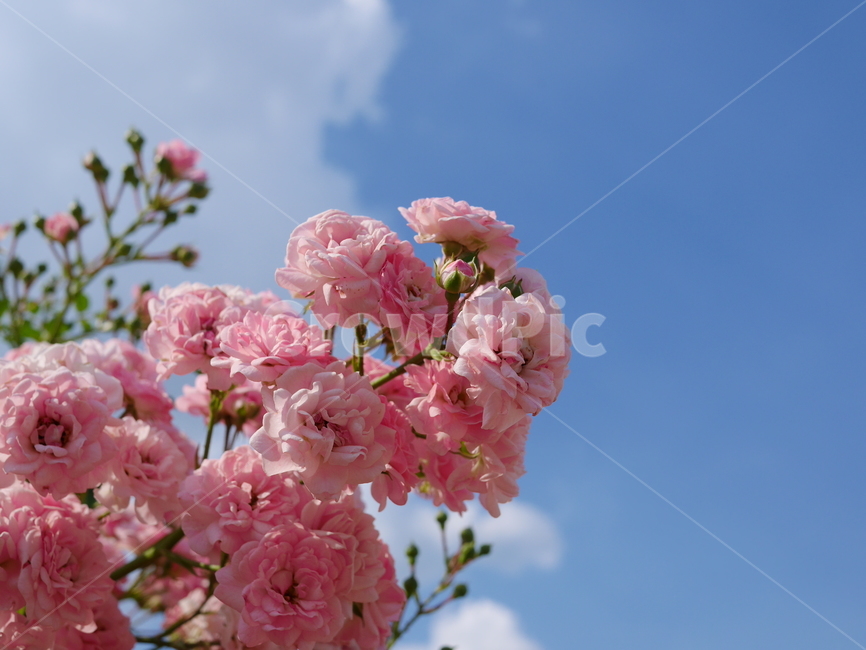 봄,꽃,핑크,겹장미,장미꽃