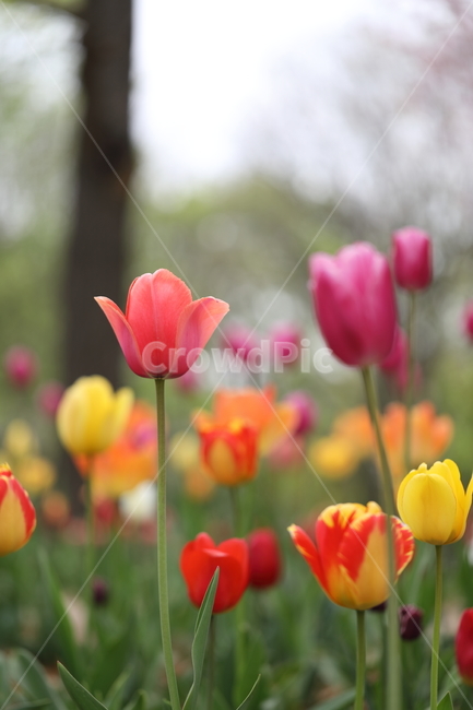 꽃,꽃밭,꽃길,봄날,튤립,봄,공원,자연,계절,색깔,flower,tulips,tulip,spring,field,park,season,colors,colorful,nature