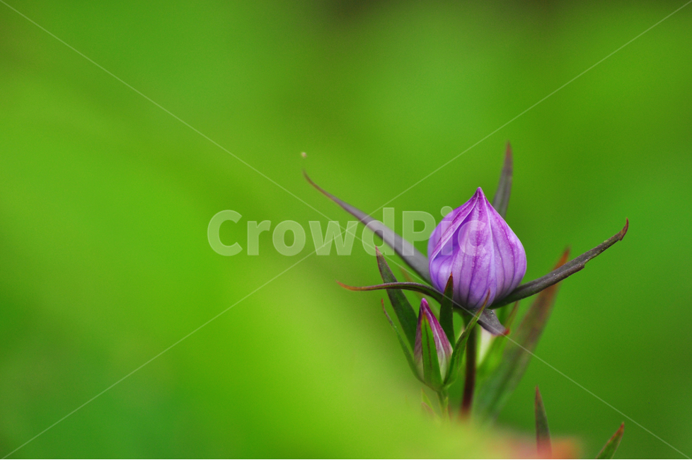 봄꽃,봄이미지,보라색꽃,한송이,그린,초록,녹색,자주색,퍼플,purple,flowers,spring,산에피는꽃,violet,꽃봉오리,들꽃,야생화,봄,계절,spring,season,식물,자연,plants,nature,꽃,flower,plant,invertebrate,무척추 동물,animal,동물,insect,곤충,blossom