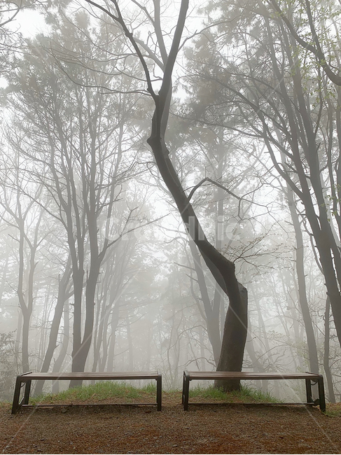 nature,자연,weather,날씨,furniture,의자,벤치,휴식,안개숲,안개,신비한,경관,새벽,기다림,조용한