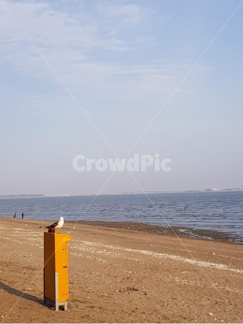 seagull,갈매기,바다,beach,강릉