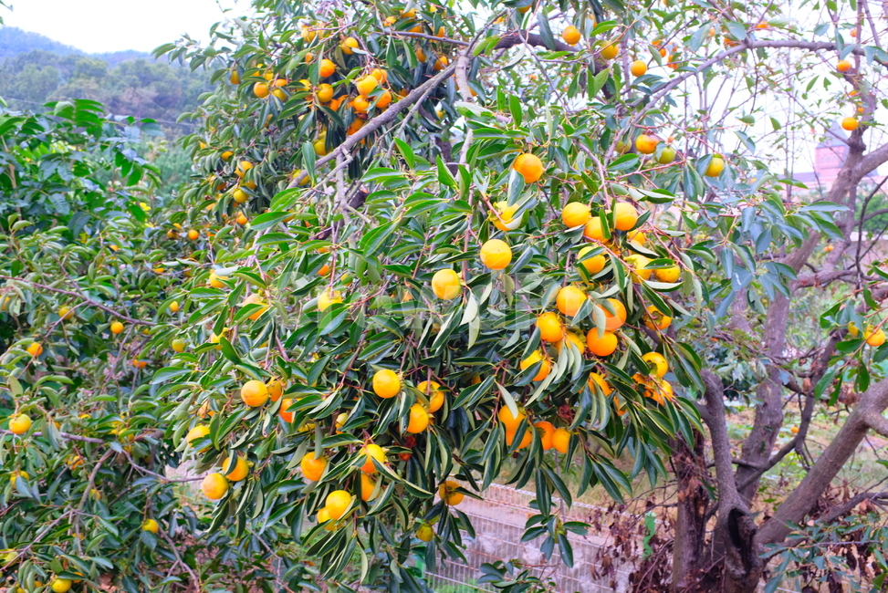감,persimmon,plant,식물,fruit,과일,food,음식,과일,열매,fruit