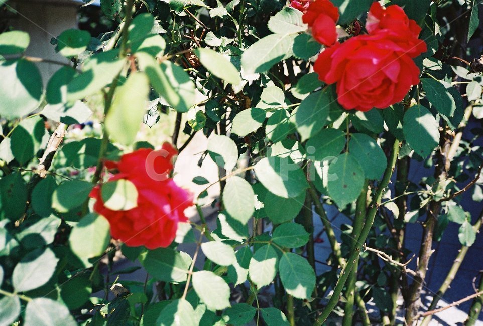 꽃,잎,자연,flower,들꽃,식물,자연,plants,nature,꽃,flower