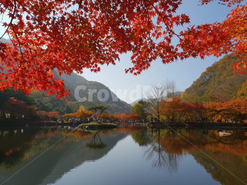 가을,단풍,나무,호수,풍경,반영,가을,계절,fall,autumn,season,자연,풍경,nature,landscape,leaf,잎,plant,식물,tree,maple