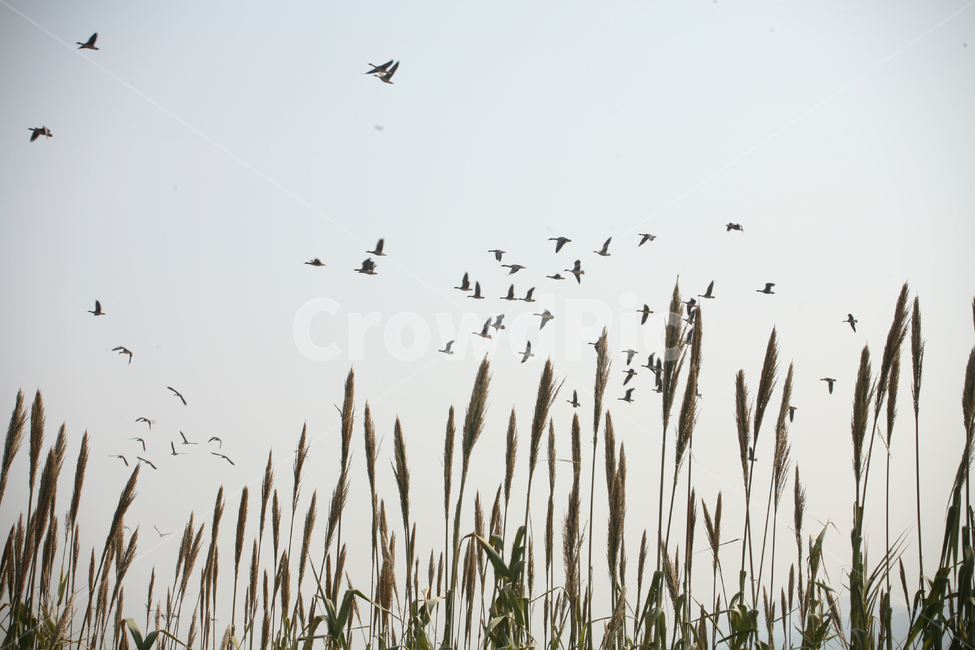 식물,새,bird,plant,철새,수수,동물,animal,조류,새,birds