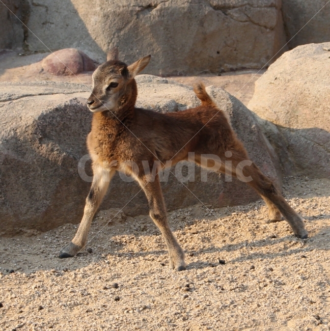 건대,어린이대공원,공원,동물,고라니,아기,새끼,동물원,동물,animal,포유류,mammal