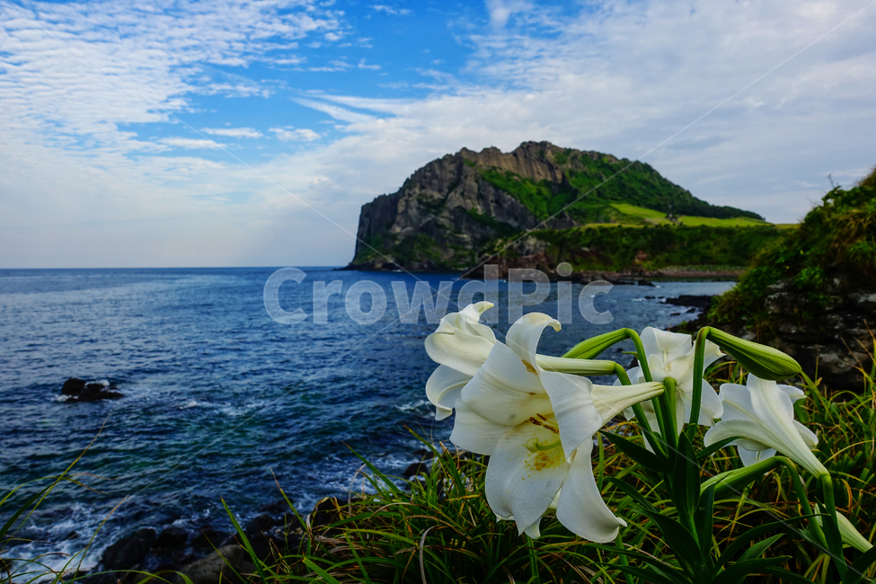 제주도,성산일출봉,꽃,백합,식물,자연,바다,풍경,하늘,구름,자연,풍경,nature,landscape,한국자연풍경,한국자연경관,korea nature landscape,제주도,jeju,jeju island,식물,plants,꽃,flower,land,땅,outdoors,옥외,water,물,sea,ocean,대양