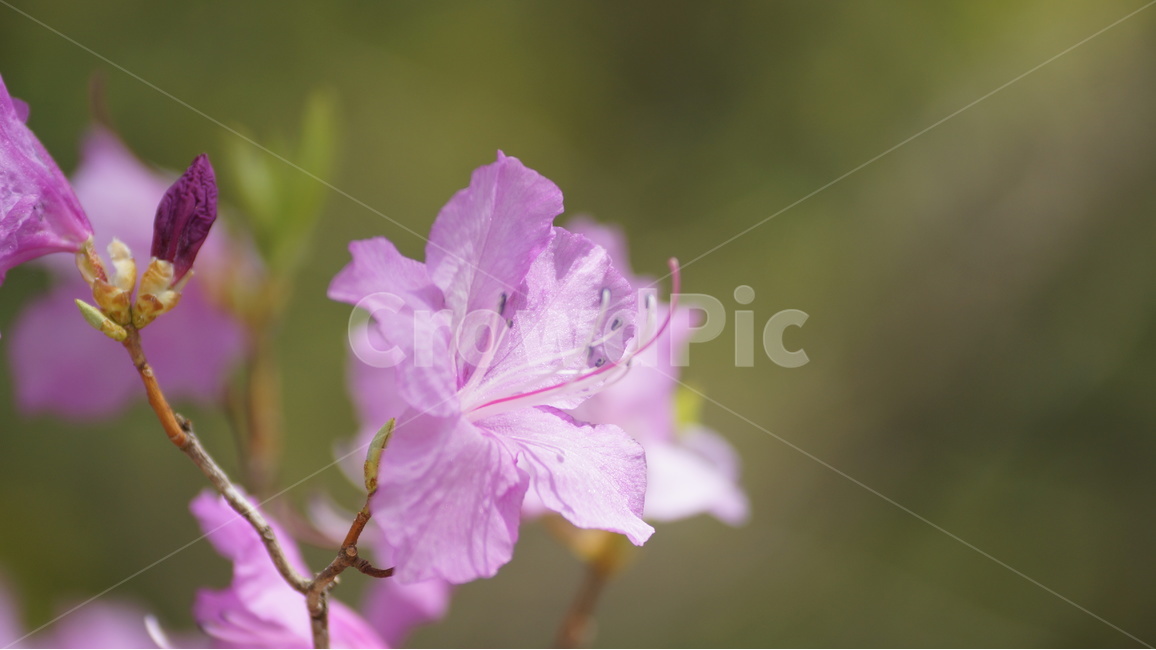 봄꽃,꽃,자연,풍경,봄,진달래,야생화,봄,계절,spring,season,식물,자연,plants,nature,꽃,flower,blossom,geranium,제라늄,plant