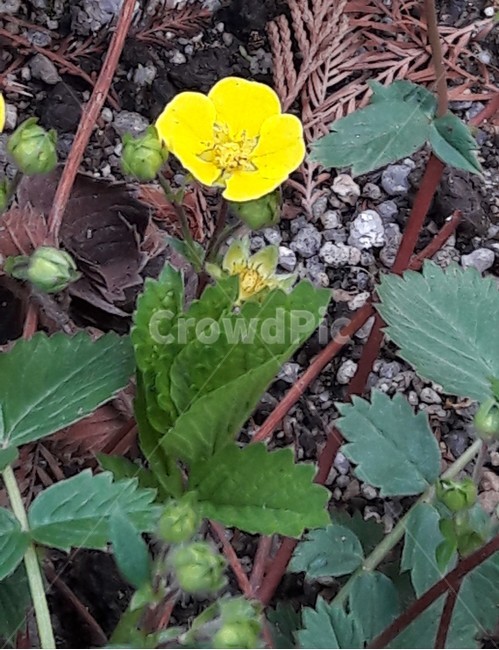 피나물,봄야생화,봄꽃,한국야생화,야생화