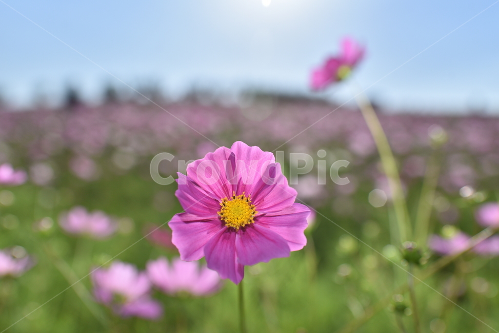 코스모스,가을,꽃,autumn,comoncosmos,cosmos,flower,가을,계절,fall,autumn,season,식물,자연,plants,nature,꽃,flower,geranium,제라늄,blossom,plant