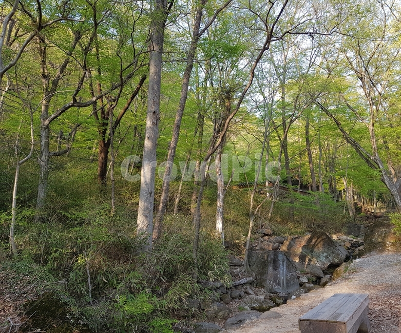 plant,식물,나무,tree,숲,산,forest