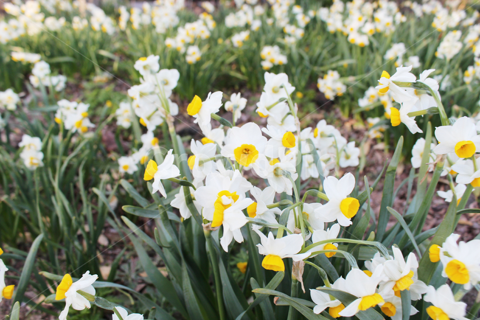 봄,수선화,봄꽃,화사함,감성,제주,식물,봄,계절,spring,season,식물,자연,plants,nature,꽃,flower,plant,blossom