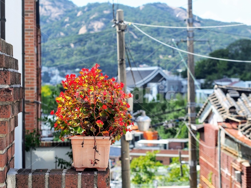 삼청동,화분,거리,꽃,flower,골목길,alley,꽃,flower,실내용화초,화분,화초,house plant