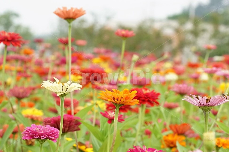꽃,백일홍,자연,식물,분홍색,pink,flower,nature,green,초록색,노란색,yellow,붉은꽃,red,식물,자연,plants,nature,꽃,flower