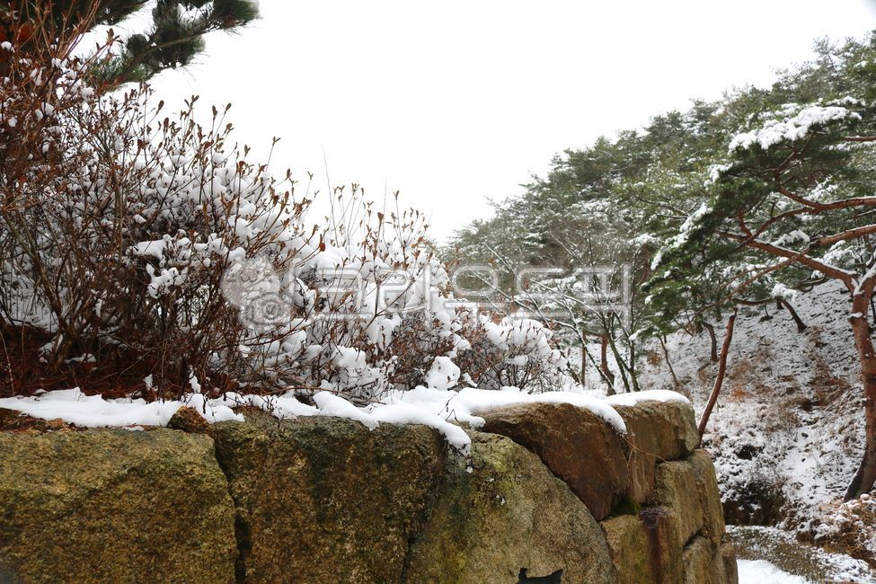 nature,tree,flower tree,winter,white snow,Azalea,stone,rock,accumulated snow,snow,azalea tree,plant