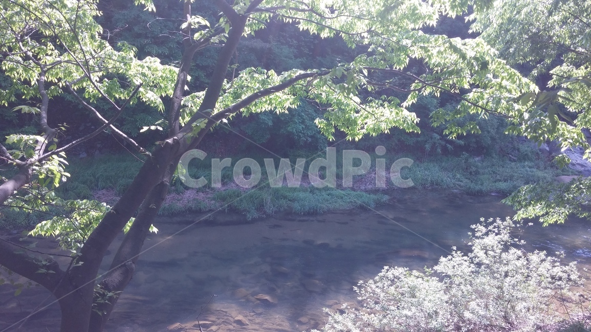꽃,봄,나무,산,계곡,자연,풍경,nature,landscape,outdoors,옥외,land,땅,water,물