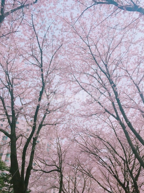 나무,tree,봄,벚나무,벚꽃,plant,식물,분홍색,분홍꽃,꽃길,꽃잎,바람