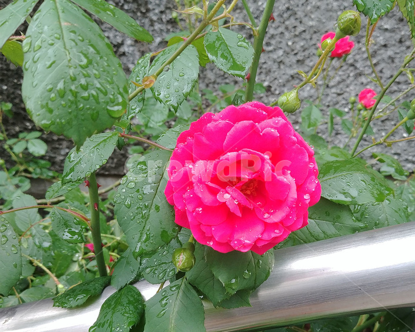 꽃,장미,식물,plant,rose,flower