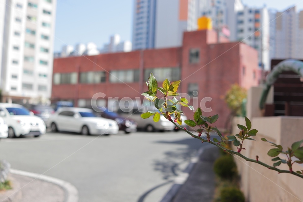 식물,풀,한줄기,잎,덩쿨,식물,자연,plants,nature