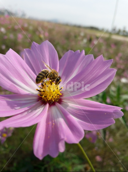 꿀벌,honeybee,곤충,insect,꽃,식물,plant,화분,pollen,벌,bee,동물,animal