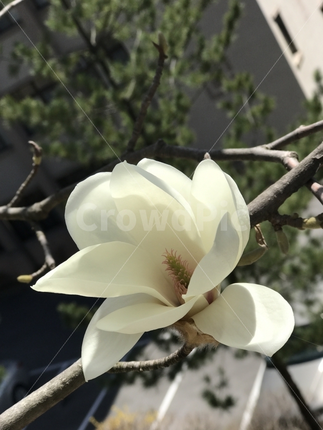 한국,봄,꽃,목련,따뜻함,봄,계절,spring,season,식물,자연,plants,nature,꽃,flower,plant