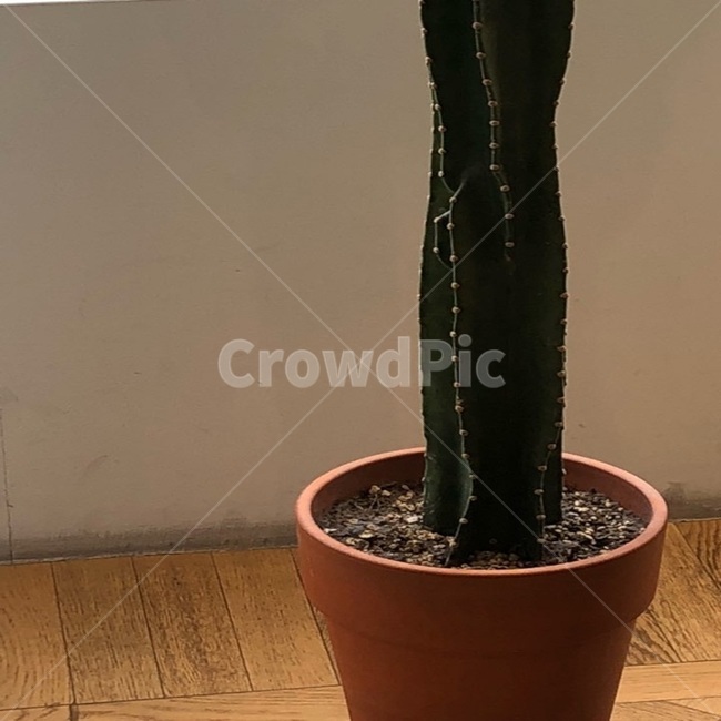 선인장,식물,화분,감성,나무,흙