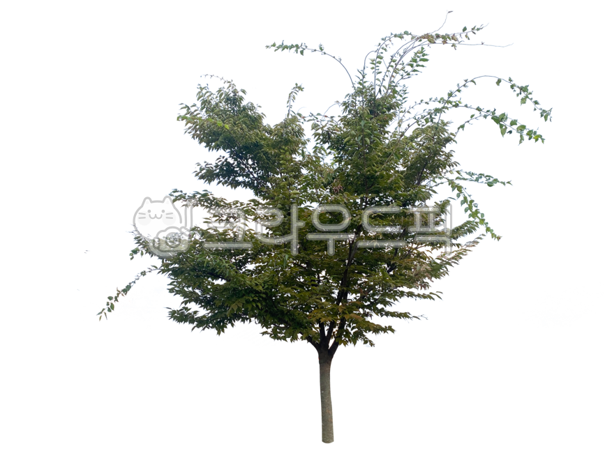 yard,branch,street tree,tree trunk,leaves,separation,Tree,wood,tree,png,isolation,streettree,transparent background,background,outside,plant,forest,tree branch,botany,twig,treetrunk,treebranch,green area,park,green,nature,transparentbackground,greenzone,l