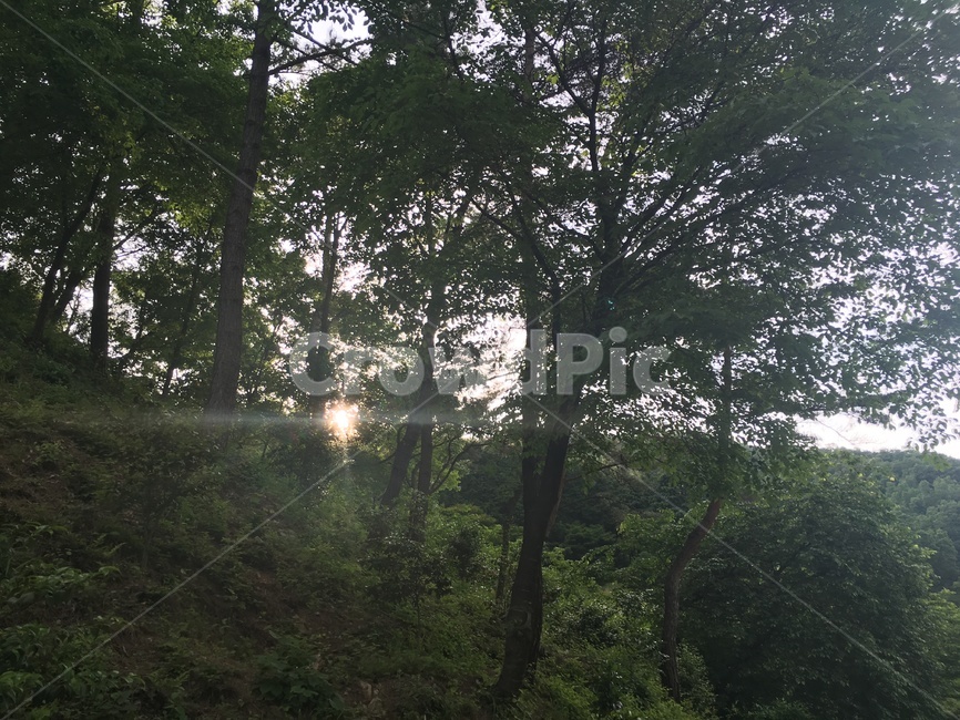 공원,숲,자연,공기,맑음,환경,자연,풍경,nature,landscape,tree,나무,plant,식물,light,빛,flare,플레어,tree trunk,나무 줄기