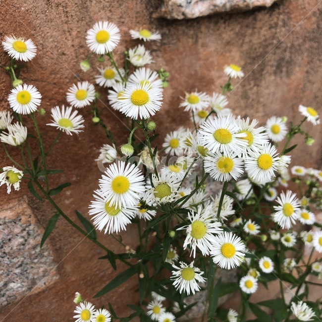 들꽃,돌담,노란색,흰색,풀꽃,꽃,flower