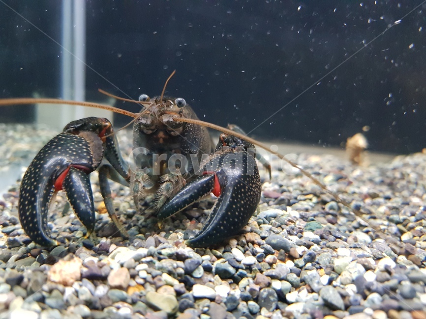 가재,쿠낙,호주가재,cheraxglaber,cheraxpreissi,동물,animal