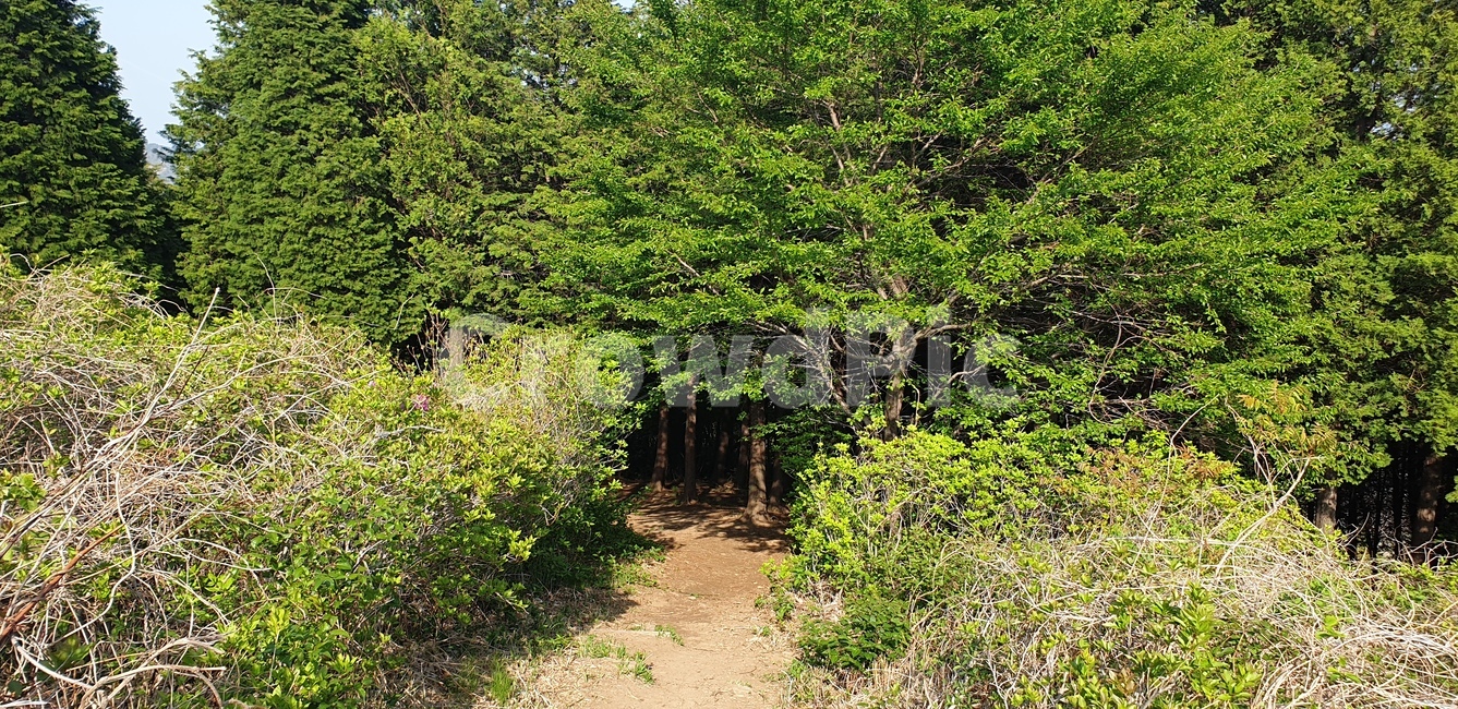 오솔길,자연,나무,숲,산림,tree