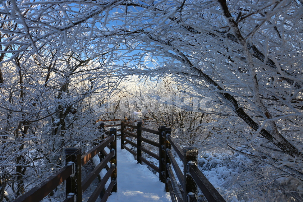 snow,눈,자연,눈꽃,nature