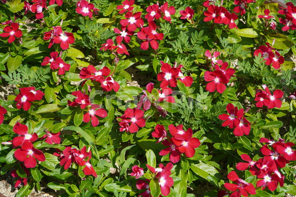blossom,꽃,plant,식물,자연,nature,red,flower
