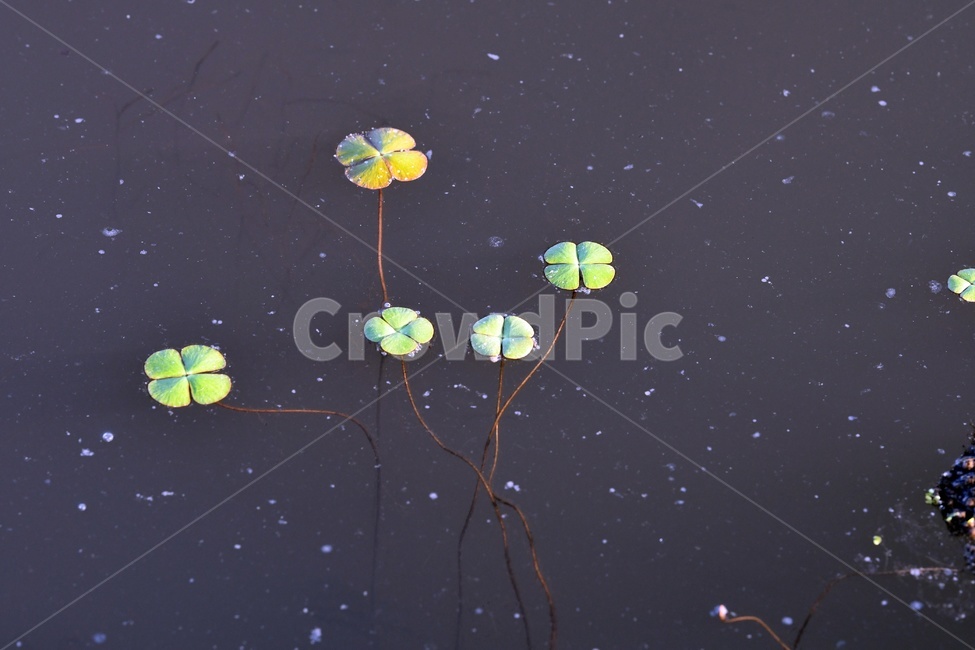 연못,수련,식물,자연,여름,정원,푸르른,물,수경식물,연못가,연못정원,plants,nature,연,연꽃,힐링,flower,감성,연잎,식물,자연,plants,nature