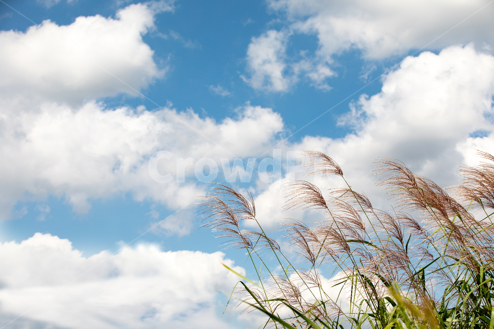 가을하늘,공원,하늘,구름,생태공원,자연,가을,억새,Reed,자연,풍경,nature,landscape,grass,잔디,plant,식물