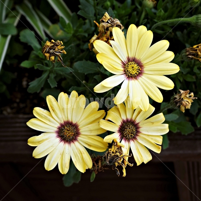 오스테오스펄멈,꽃,봄,자연,식물,아프리카원산,아프리칸데이지,flower,plant,floral,garden,Osteospermum,디모르포테카,데모루,오스테오스퍼멈