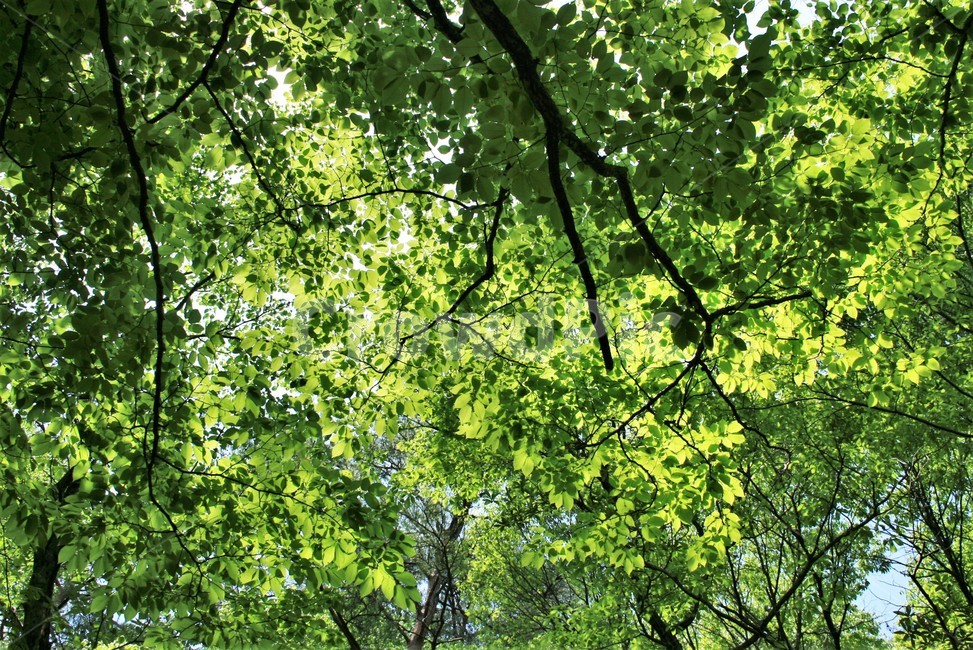 까치박달나무,자작나무과,서어나무속,까치박달나무신록,신록,나무,자연,식물,식물,자연,plants,nature,나무,trees,wood