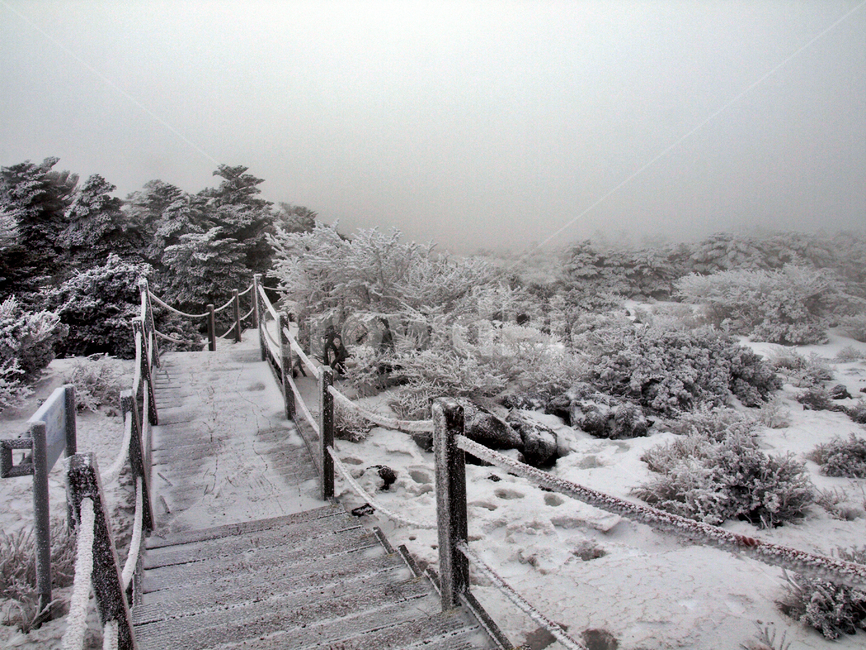한라산,설화,눈꽃,눈,겨울,풍경,설원,설경,산,자연,제주도,겨울,계절,winter,season,제주도,jeju,jeju island