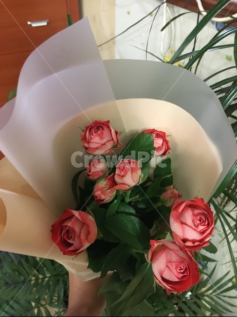 꽃,식물,봄,초록,조화,기념일,축하,anniversary,congratulation,celebrate,celebration