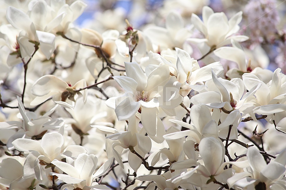 목련,꽃사진,봄꽃,magnolia,봄사진,봄,계절,spring,season,식물,자연,plants,nature,꽃,flower,plant,blossom