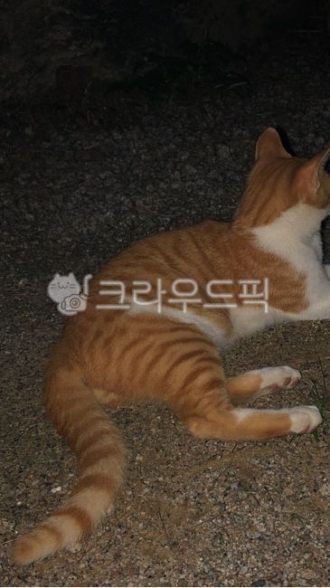 stray cat,tail,cat,back,Cheese tabby,cheese,flash