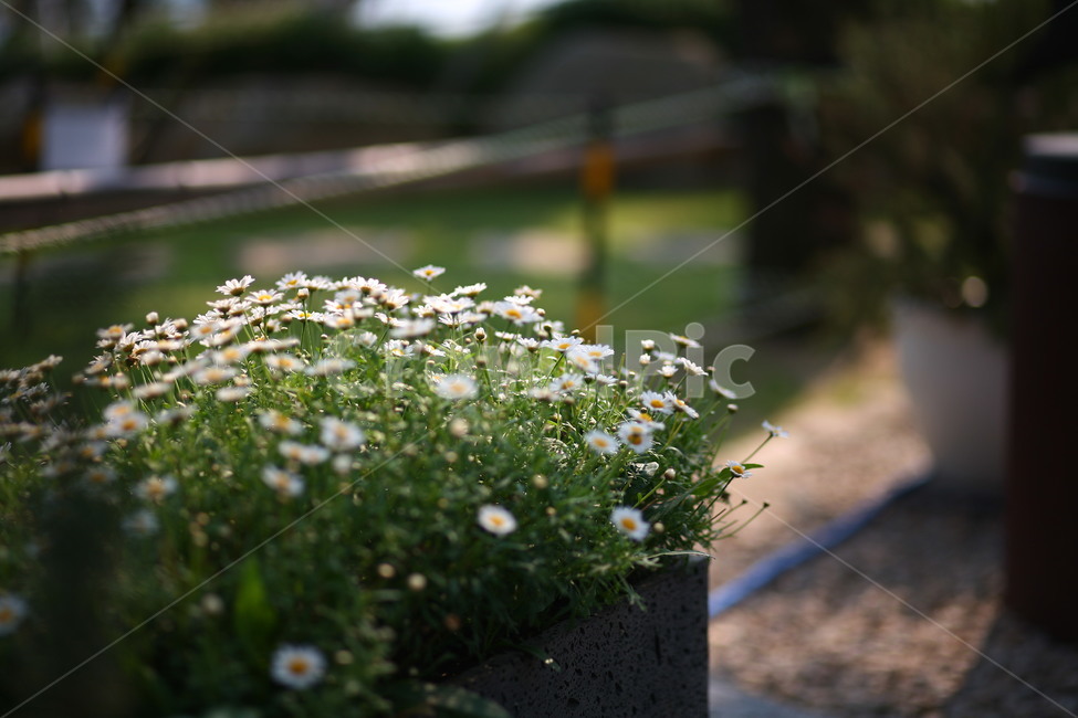 plant,blossom,식물,꽃,flower,식물,자연,plants,nature,꽃,flower