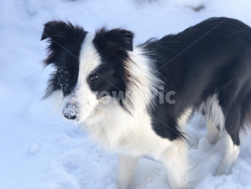 강아지,눈,겨울,개,애완동물,캠핑,snow,dog,pet,겨울,계절,winter,season,동물,animal,포유류,mammal,개,강아지,dog,doggy